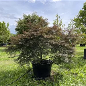 Acer palmatum 'Garnet' Acer palmatum 'Garnet'