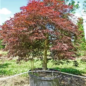 Acer palmatum 'Inaba-shidare' Acer palmatum 'Inaba-shidare'