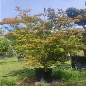 Acer palmatum 'Osakazuki' Acer palmatum 'Osakazuki'