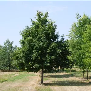 Acer platanoides Acer platanoides