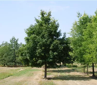 Acer platanoides Acer platanoides