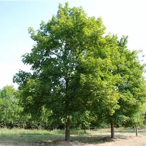 Acer platanoides