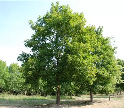 Acer platanoides