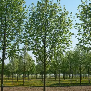 Acer platanoides 'Cleveland' Acer platanoides 'Cleveland'