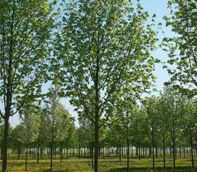 Acer platanoides 'Cleveland' Acer platanoides 'Cleveland'