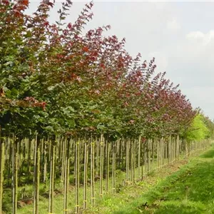 Acer platanoides 'Deborah' Acer platanoides 'Deborah'