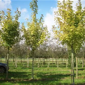 Acer platanoides 'Drummondii' Acer platanoides 'Drummondii'