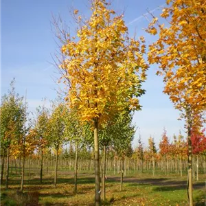 Acer platanoides 'Emerald Queen' Acer platanoides 'Emerald Queen'