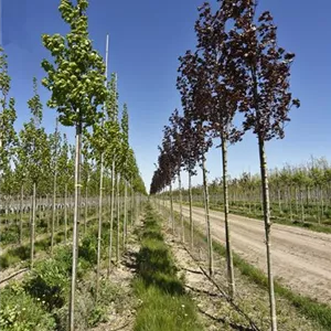 Acer platanoides 'Fairview' Acer platanoides 'Fairview'