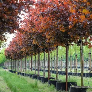 Acer platanoides 'Royal Red' Acer platanoides 'Royal Red'