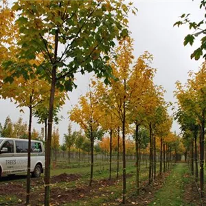 Acer pseudoplatanus Acer pseudoplatanus