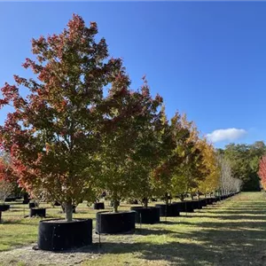 Acer rubrum Acer rubrum