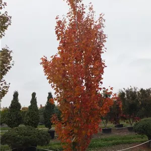 Acer rubrum 'Armstrong' Acer rubrum 'Armstrong'