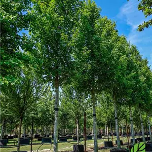 Acer rubrum 'Armstrong'