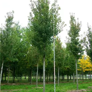 Acer rubrum 'October Glory' Acer rubrum 'October Glory'