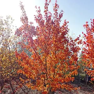 Acer rubrum 'Red Sunset' Acer rubrum 'Red Sunset'