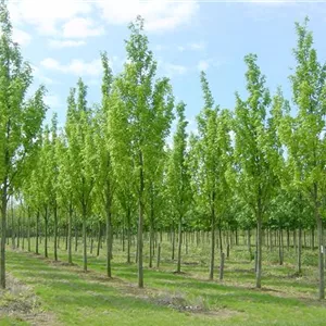 Acer rubrum 'Scanlon' Acer rubrum 'Scanlon'