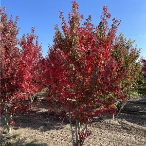 Acer rubrum 'Sun Valley' Acer rubrum 'Sun Valley'