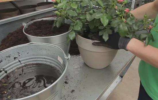 Roses - planting in a container Roses - planting in a container