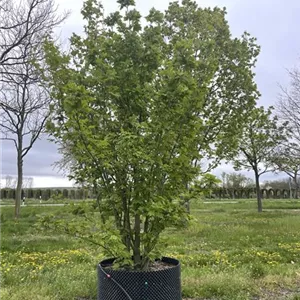 Acer rufinerve Acer rufinerve