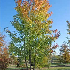 Acer saccharinum Acer saccharinum
