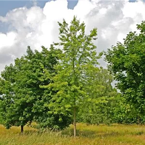 Acer saccharinum 'Laciniatum Wieri' Acer saccharinum 'Laciniatum Wieri'