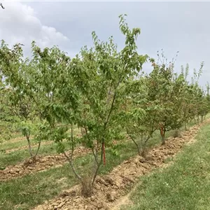 Acer tataricum ginnala