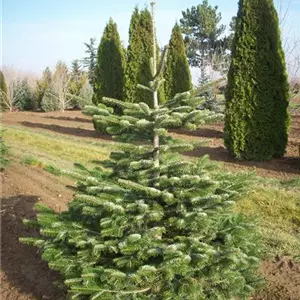 Abies nordmanniana