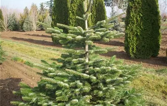 Abies nordmanniana