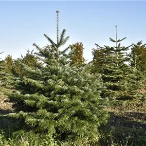 Abies nordmanniana Abies nordmanniana
