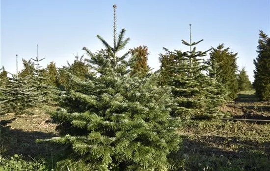 Abies nordmanniana