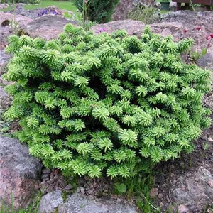 Abies balsamea 'Nana' Abies balsamea 'Nana'