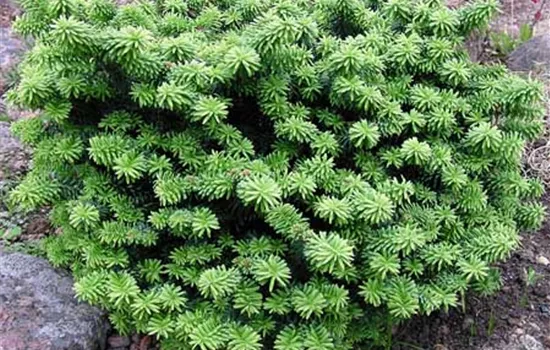 Abies balsamea 'Nana'