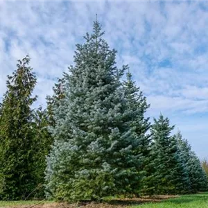 Abies concolor Abies concolor