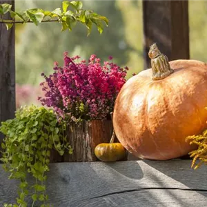Autumnal Decoration in Pumpkins