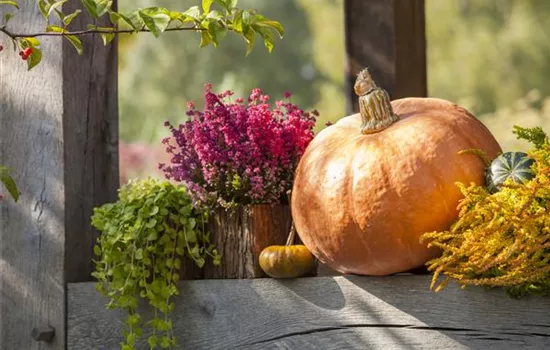 Autumnal Decoration in Pumpkins