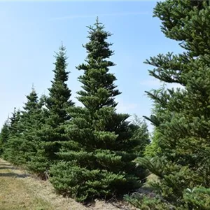 Abies koreana 'Sämling' Abies koreana 'Sämling'