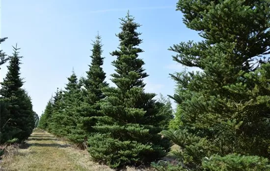 Abies koreana 'Sämling'