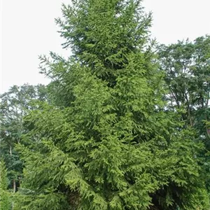 Picea abies Picea abies