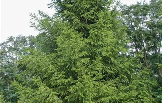 Picea abies