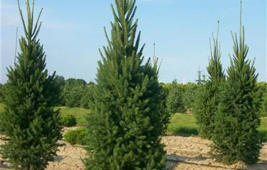 Picea abies 'Cupressina'