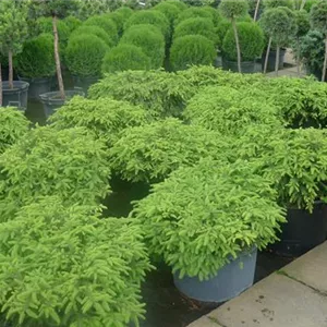 Picea abies 'Echiniformis' Picea abies 'Echiniformis'