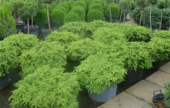 Picea abies 'Echiniformis'