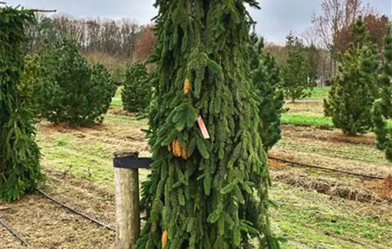 Picea abies 'Inversa'