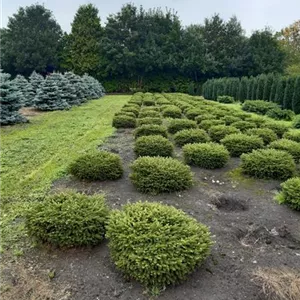 Picea abies 'Nidiformis' Picea abies 'Nidiformis'