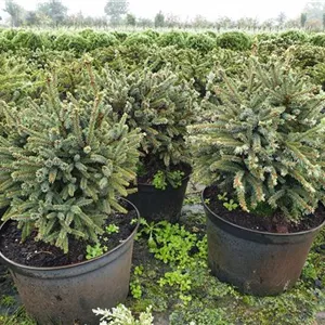 Picea glauca 'Echiniformis' Picea glauca 'Echiniformis'