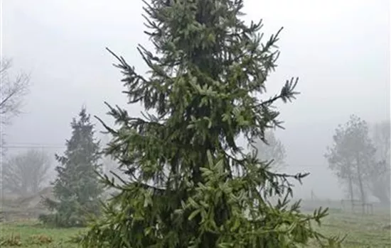Picea omorika Picea omorika