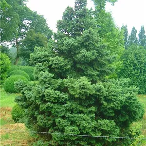 Picea omorika 'Nana' Picea omorika 'Nana'