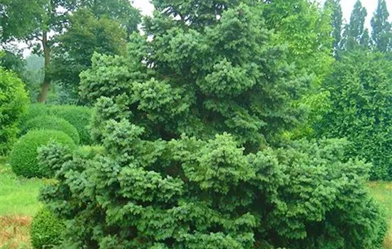 Picea omorika 'Nana'