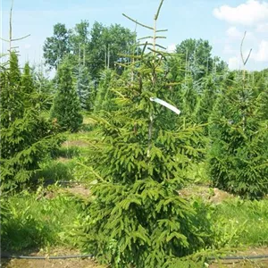 Picea orientalis 'Aureospicata' Picea orientalis 'Aureospicata'